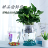 简约绿萝水培玻璃花瓶水养植物，花盆透明大号，器皿富贵竹瓶鱼缸插花