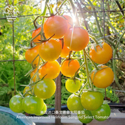 金太阳F1樱桃小番茄种子高糖超甜抗性强美国进口春秋阳台盆栽种菜