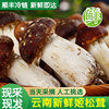 云南新鲜野生姬松茸特产蘑菇巴西菇冷链空运2斤装1000g