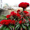 凤尾鸡冠花种子头状鸡冠花，观赏花卉阳台庭院，盆栽植物花卉种子