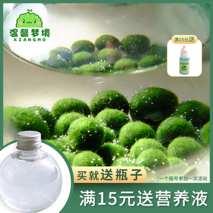 marimo温馨梦境懒人，植物水草水培