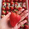 丹东草莓现摘现发当季新鲜水果奶油九九草莓红颜草莓东港草莓