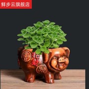 属猪植物碰碰香一抹香盆栽多肉植物室内阳W台香草味带盆