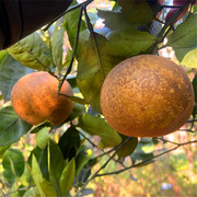 丑胡柚带麻点花斑微苦常山柚子，高山种植新鲜水果外表难看懂的下单