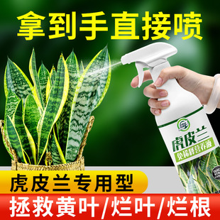 虎皮兰专用免稀释营养液直接喷通用促花绿叶壮根营养液植物营养液