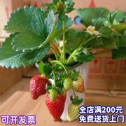 草莓苗好养易活四季草莓盆栽苗带果草莓