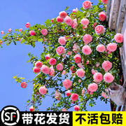 粉色龙沙宝石蔷薇爬藤本，月季花苗盆栽四季浓香，玫瑰花卉植物庭院开