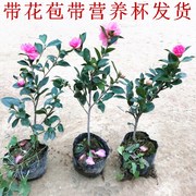 茶梅花苗四季盆栽种植山茶花室内花卉茶梅庭院室外茶梅球当年开花