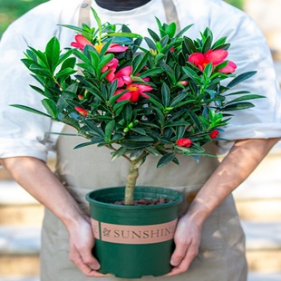 四季杜鹃红山茶花，带花浓香型盆栽室，内外阳台庭院观赏花卉绿植好养
