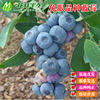兔眼品种蓝莓树苗 一加仑钵苗 两年苗 木木蓝莓苗 多个品种