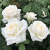珍妮莫罗月季浓香玫瑰花苗白巧克力保罗二世白色四季开大花盆栽