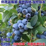 蓝莓苗果苗当年结果阳台盆栽庭院地栽室外南北方特大带土蓝莓树苗