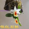 喉红石斛带花苞铁皮石斛盆栽，球花鼓槌金钗，天宫肿节叠鞘兰花卉