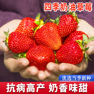 奶油草莓种子水果种籽春四季阳台，盆栽室内外高产易活蔬菜种孑大全