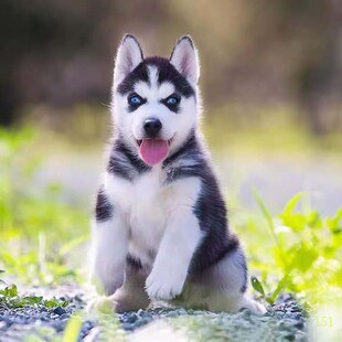 枣庄纯种哈士奇幼犬活体，西伯利亚雪橇犬二哈幼犬蓝眼哈士奇幼崽宠