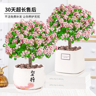 金枝玉叶老桩 四季开花 好养易活