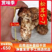 云南野生松茸，新鲜云南特产野生菌1斤装5-7cm菇保证香菇菌菇