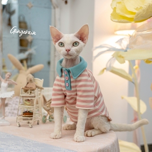 GINGERAIN 德文猫阿比无毛猫衣服条纹POLO衫撞色糖果系甜美卫衣