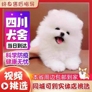 四川犬舍茶杯犬博美俊介犬，纯种宠物活体狗，小型白色网红狗幼犬