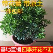 米兰花苗盆栽绿植花卉米兰苗植物驱蚊虫室内客厅阳台庭院净化空气