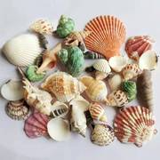 天然贝壳海螺海星鱼缸造景手工diy套装装饰拍照背景玩具小礼物