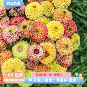 种子一年生夏季耐热 切花型 重瓣百日草 女王系列 多色可选