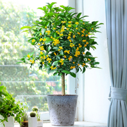 四季桂花盆栽树苗带花苞好养耐活室内外客厅绿植物浓香型花卉盆景