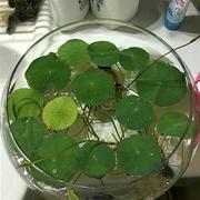 透明玻璃器皿花瓶水仙水培盆，铜钱草碗莲水培花盆，水培植物花瓶鱼缸