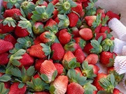 大凉山露天草莓3斤5斤整箱当季孕妇水果，新鲜草莓现摘