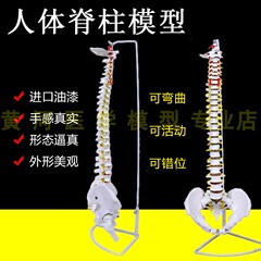 人体脊柱模型1 1成人医学正骨练习骨骼模型颈椎腰椎脊椎骨架