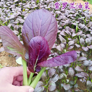 紫油菜种子春秋冬季小青菜籽快菜蔬，菜种孑阳台盆栽易活四季菜种籽