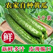 新鲜黄瓜现采摘应季水果孕妇蔬菜农家，脆老式大刺青黄瓜5斤装