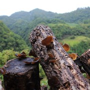 能吃出胶质感!神农架特产，野生椴木黑木耳，大小不一150克袋