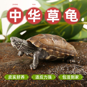 中华草龟小乌龟活物外塘金线，宠物观赏龟水金线龟墨龟草龟苗长寿龟
