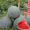 黑皮红瓤无籽西瓜种子超甜特大巨型四季春季懒汉南方种籽蔬菜种孑