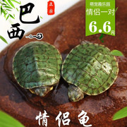 乌龟活物巴西龟小乌龟活物，一对可观赏龟情侣，深水龟活体好养宠物龟