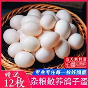鸽子蛋新鲜12枚孕妇宝宝辅食农家，五谷杂粮散养白鸽蛋(白鸽蛋)