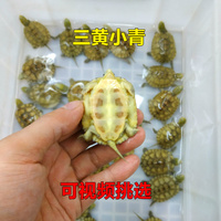 皖南三黄小青黄喉拟水龟，北种小青头乌龟观赏龟，中华草龟国龟