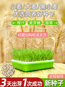 小麦种子猫草种子种孑种籽麦芽糖大麦黑麦，芽苗菜种子育苗盘猫薄荷