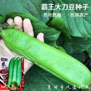 豆种子霸王大豆种籽巨型大豆角种籽四季爬藤蔬菜豆角种子