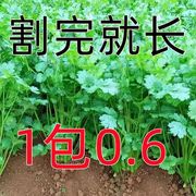 换季处理香菜种子农家盆栽庭院芫荽种籽四季香菜蔬菜种子大全