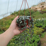 室内吊兰花卉盆栽花草爱之蔓多肉植物心蔓吊金钱心心相印
