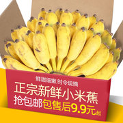 正宗广西小米蕉香蕉10斤新鲜水果整箱当季鲜苹果蕉自然熟粉蕉