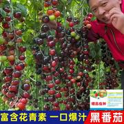 （中）黑番茄种子樱桃小番茄种子圣女果种籽西红柿种水果种子