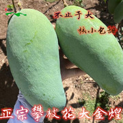 四川攀枝花特产金煌芒现摘当季水果10斤新鲜孕妇甜青皮芒果大青芒