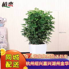 中型鸭脚木 鸭脚木八方来财鹅掌柴中型室内客厅绿色植物 杭州宁波