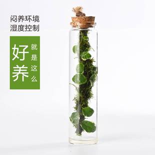苔藓微景观缸鱼缸生态瓶苔藓缸瓶中植物水培苔藓瓶水培生植物绿植