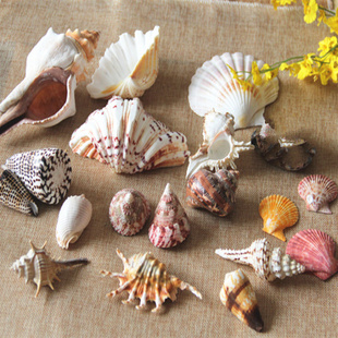 天然海螺贝壳珊瑚水族箱，鱼缸造景装饰套装地中海工艺品创意漂流瓶