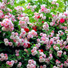 粉团蔷薇花苗老品种无刺十姐妹变色蔷薇淡粉色七姐妹浓香爬藤植物