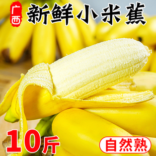 正宗广西小米蕉香蕉10斤新鲜水果整箱当季鲜苹果蕉自然熟粉蕉
